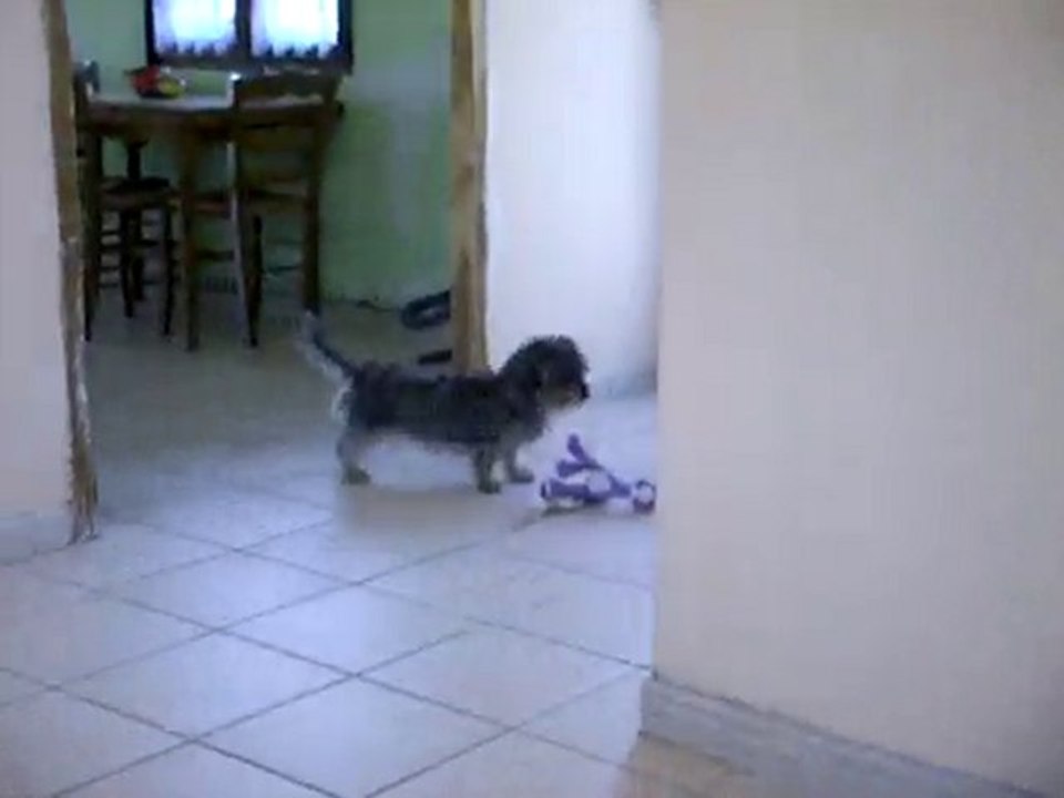 canelle la teckel