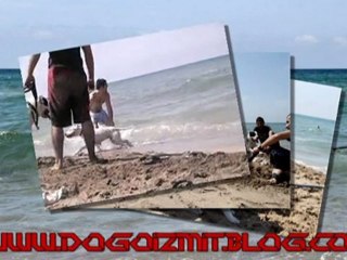 Deniz,Kum,Güneş, Dogo Argentino,Cane Corso ve BİZ :D