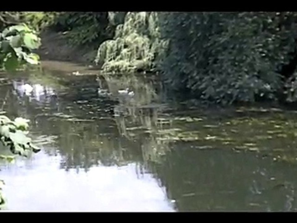 canard