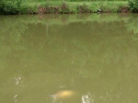 journée peche à la carpe au coup (carpe max : 7kg) 3/3