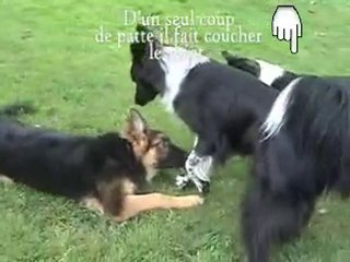 Chien:Language canin