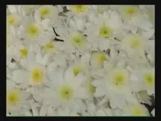 Kesme Çiçek Yetiştiriciliği