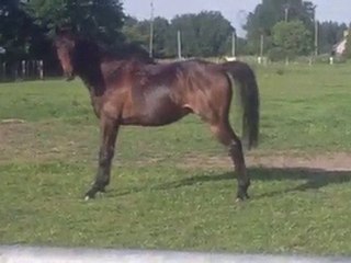 Kanguro cheval: et une petite roulette dans le pré...