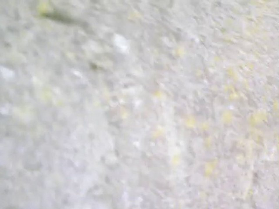 insecte avec comportement bizare