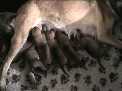 chiots cochise 1 semaine