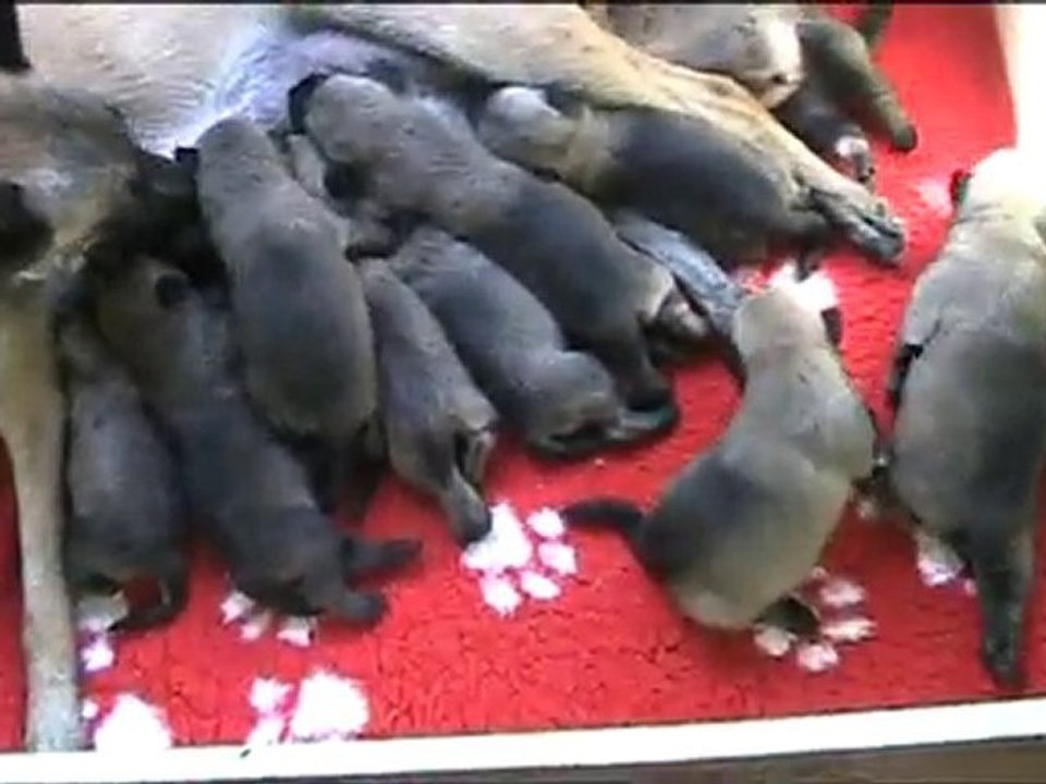 chiots declic 2 semaines