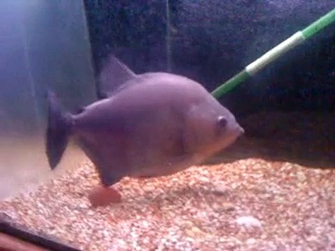 Canavar Timsah Balığı