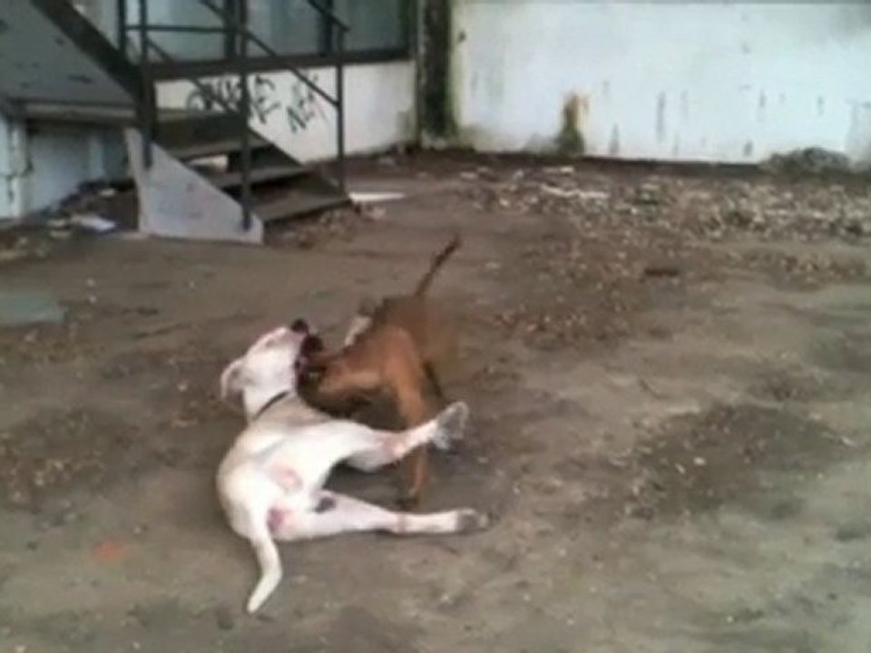 Deux dogues qui s'en donnent à coeur joie!!!