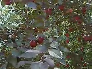 My Farm and fruits 11 juny 2010