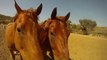 Clicker Trained Horses-Turn Out Manners