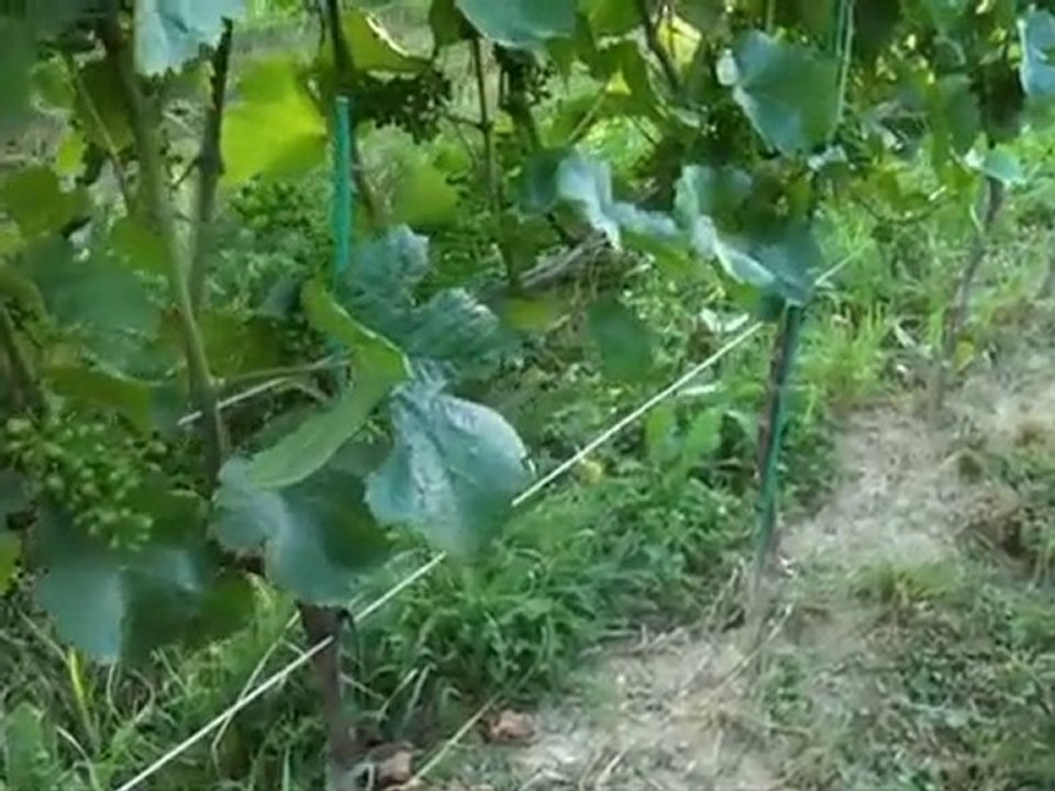 Herrenhof episode 9 - News from the vineyard