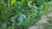 Herrenhof episode 9 - News from the vineyard