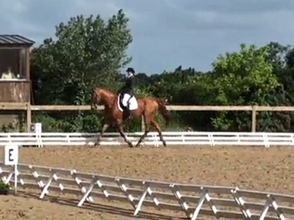 Cheval de Dressage à vendre: Nadir du Gesvres