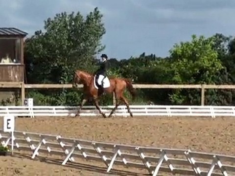 Cheval de Dressage à vendre: Nadir du Gesvres