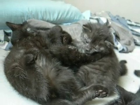 Titite et les 4 bébés 12 juillet 2010