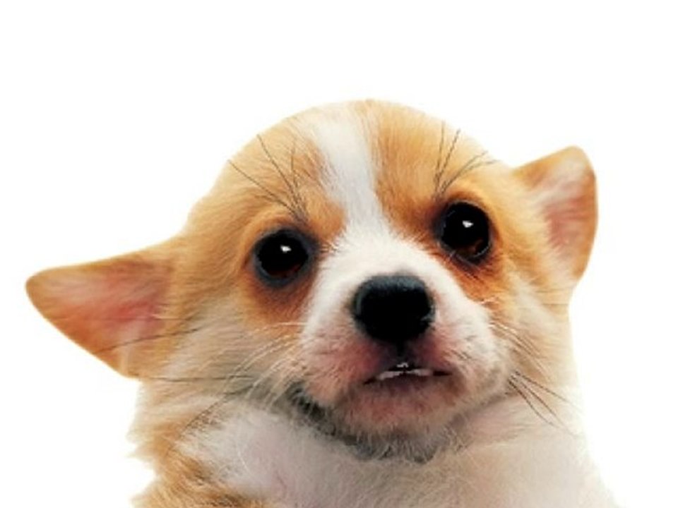 Everything Dogs, Pet dog tags, custom dog collars, leashes