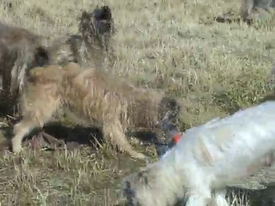 La meute à l'eau 01