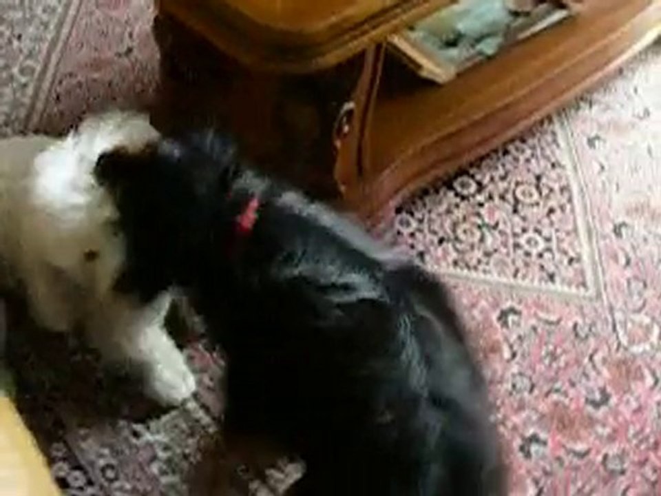 Le jeu avec les Inséparables