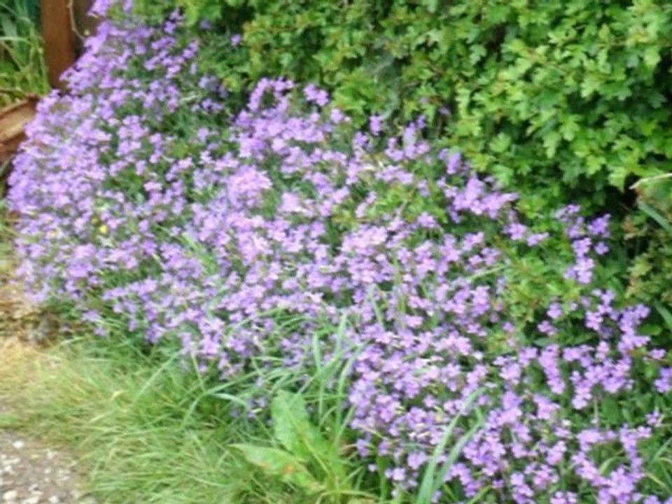 walking on petals