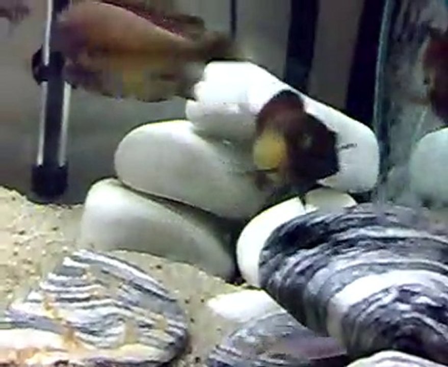 TROPHEUS MORRİİ KAMBWİMBA