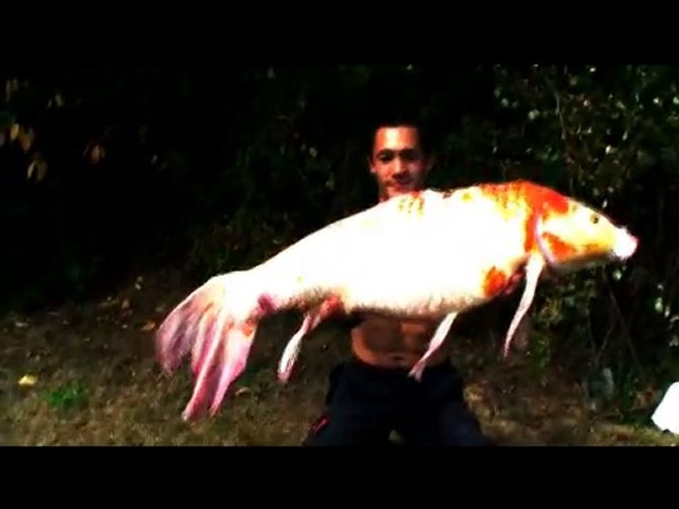 Koi en Saône prise par Cédric (extremecarpe.com)