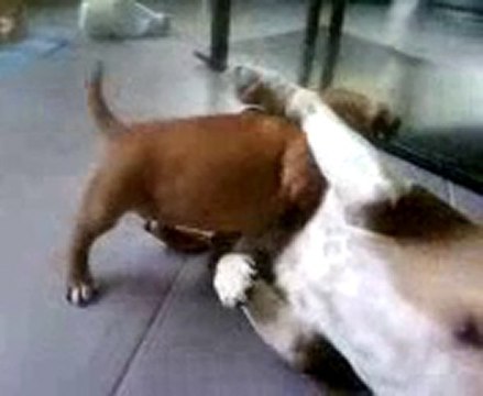 Chiot staffordshire bull terrier (staffie) Foki