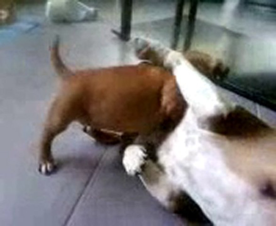 Chiot staffordshire bull terrier (staffie) Foki