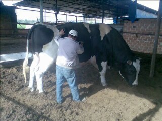 dev boğa dünyaya meydan okuyor,guinnese aday türk boğa