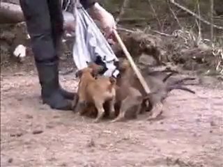 Mecberger E-Wurf/Litter 6 Wochen/Weeks