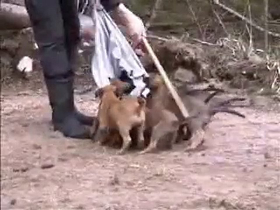 Mecberger E-Wurf/Litter 6 Wochen/Weeks