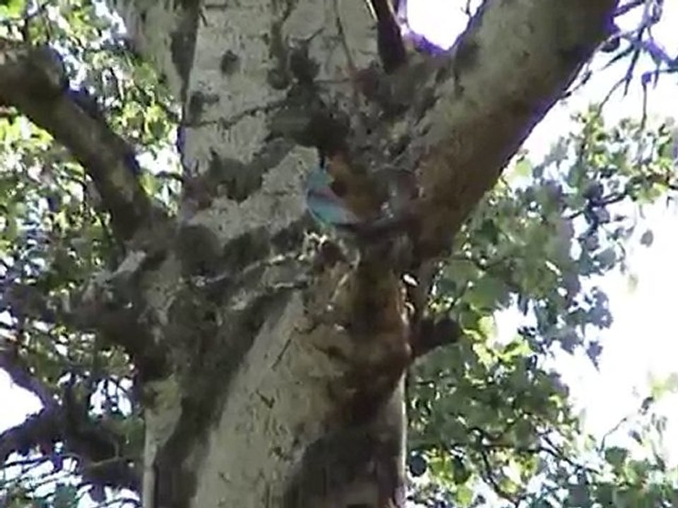 Rollier d'Europe dans la drôme en juillet 2007