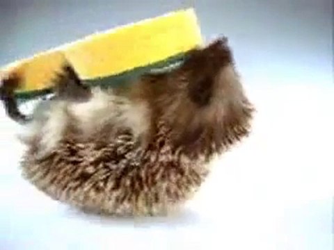 Publicité Spontex avec notre hérisson