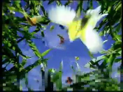 Publicité Bounty avec notre panthère noire Tara et nos singe