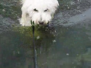 Eole brevet natation 10 mètres