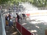 Journée camarguaise DA Arles : le bouquet.(2)