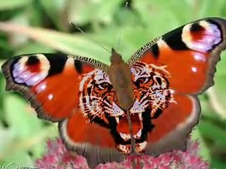 Sorprendentes imagenes de diseño grafico