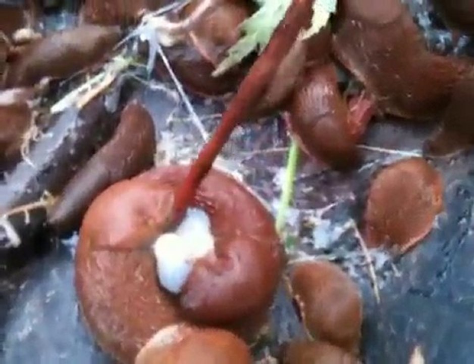 Efter Regn Kommer Mördarsniglar