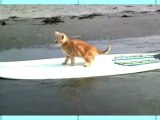 Scottish Fold vs OMG Surfing Cat!!!! - Animal Idol 034