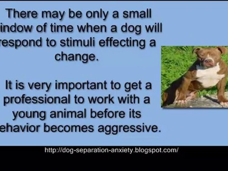 Training and Teaching Dogs with Anxiety Disorders-Dog Anxiou