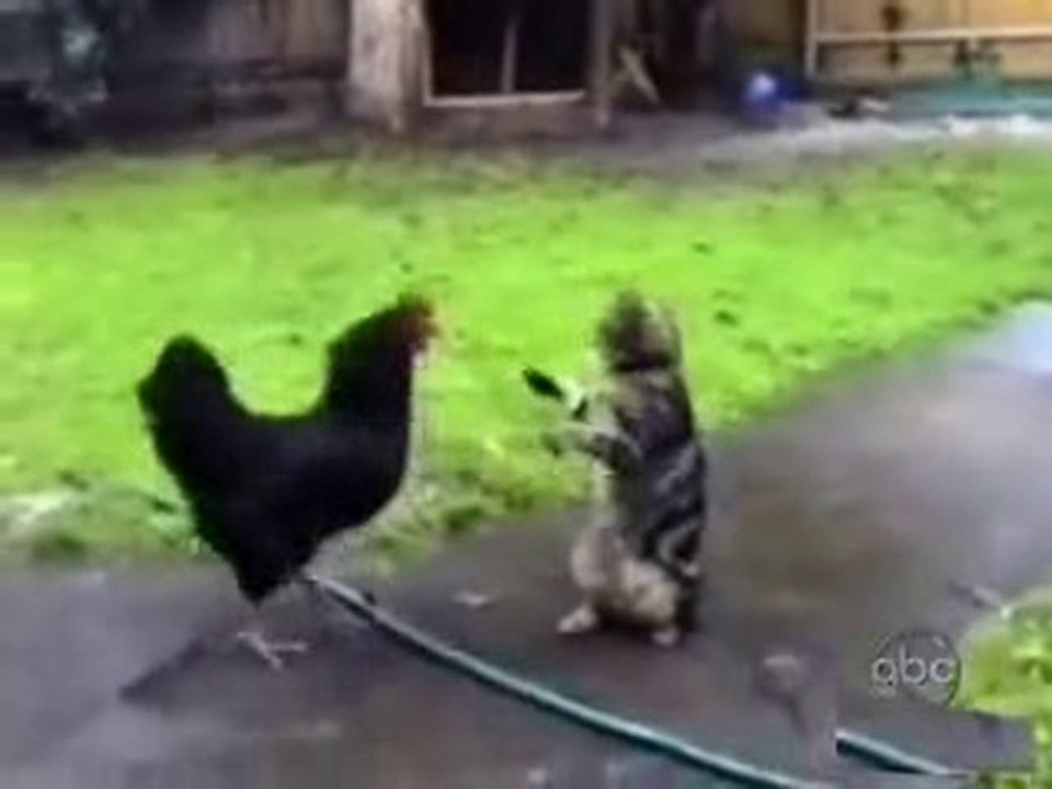Çılgın Kediler