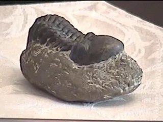 Laurence Tisdall - Échos du Royaume(2)