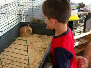 le lapin 2