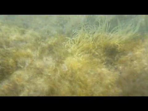 Capu Laurosu en Corse du Sud à Propriano dans le Valinco