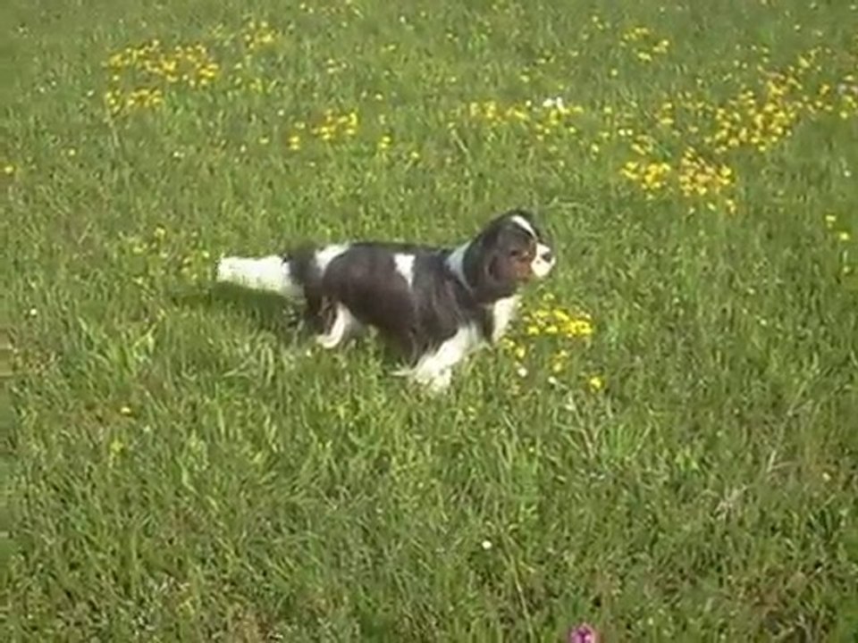 Eyes Wide Shut of Sévijean's "Tom", Cavalier King Charles