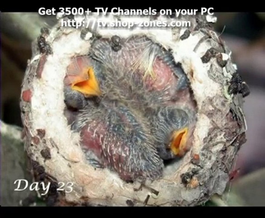 Hummingbird Nest Documentary - High Quality_01