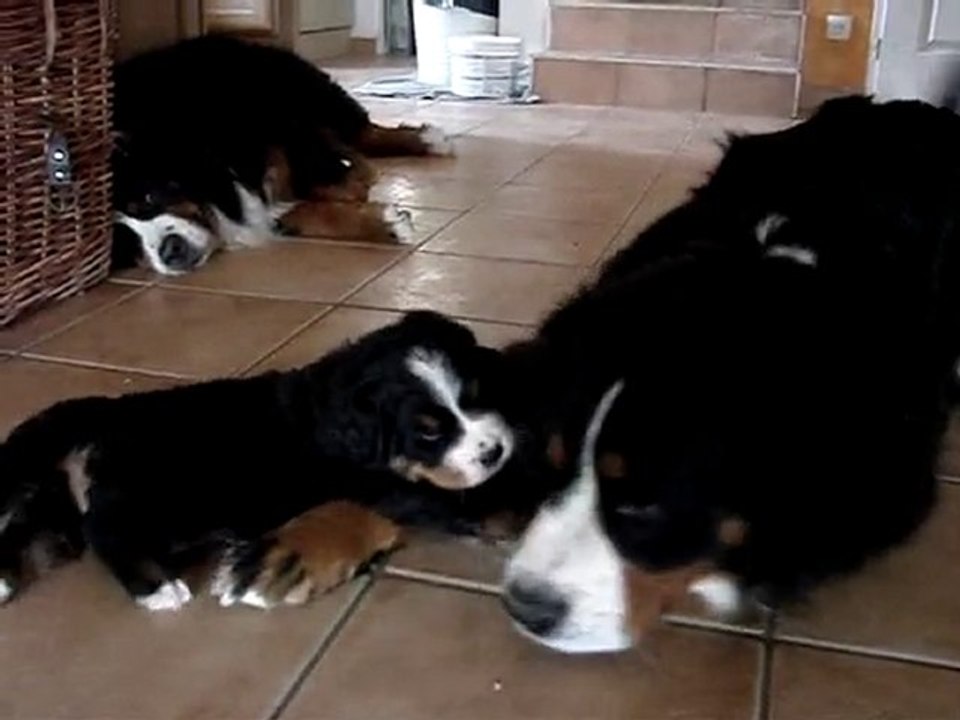 portée chaplyn x djazz 2010 - Foxanne et Ceenah