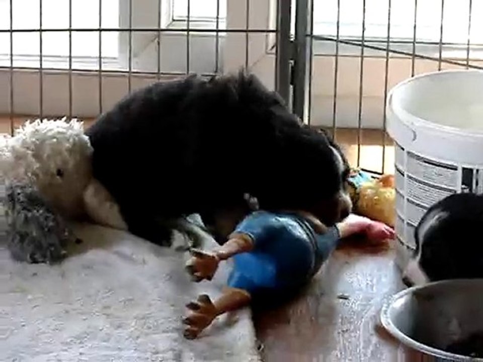 portée chaplyn x djazz - flora et son canard !