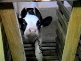 If slaughterhouses had glass walls, everyone would be veg!