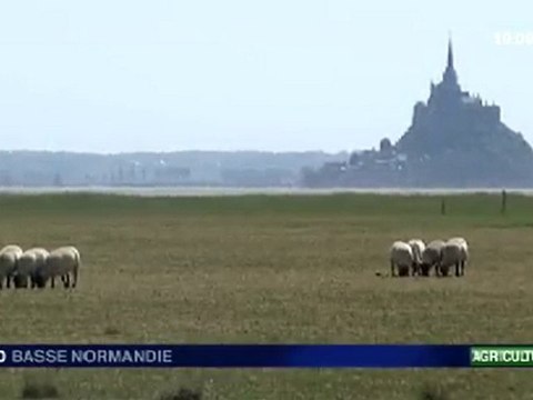 l'agneau de pré-salé du Mont-Saint-Michel labellisé AOC