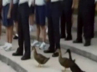 Anatre poliziotto per laghetti più sicuri